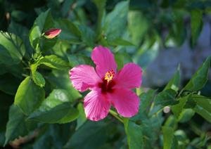 住友不動産ヴィラフォンテーヌ：羽田空港直結の快適な宿泊体験と最新の施設情報